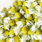 カモミールローマン