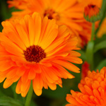 �J�����f����