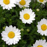 �J���~�[���E�W���[�}��