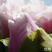 �V�R�A���}���[�@���̉�