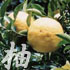 �䂸
